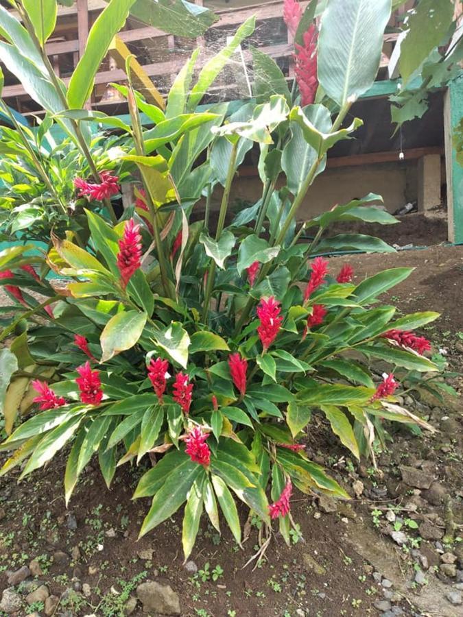 Guest House Quinta Natural Bangalots Graca ภายนอก รูปภาพ